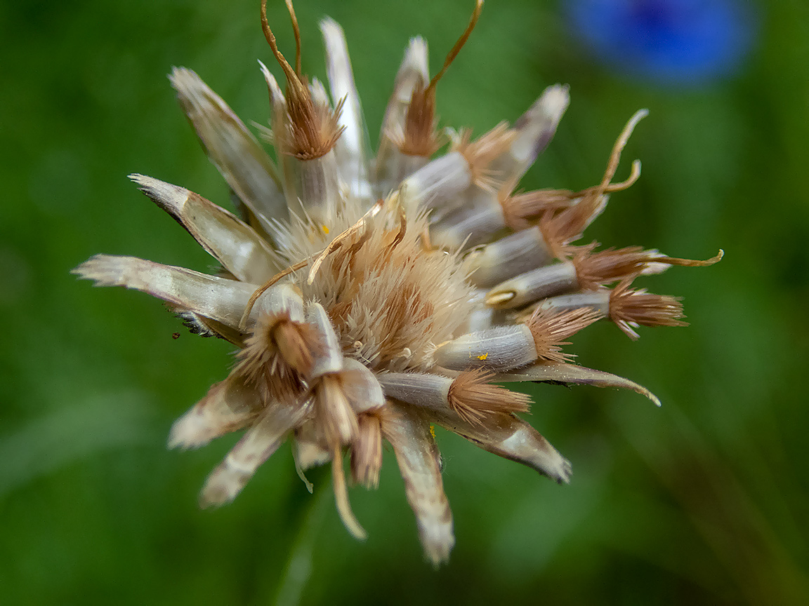 Image of Centaurea cyanus specimen.