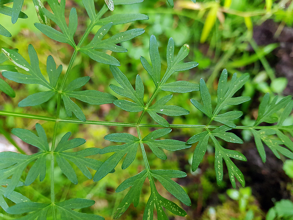 Изображение особи Thyselium palustre.