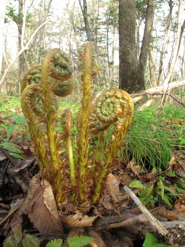 Изображение особи Dryopteris crassirhizoma.