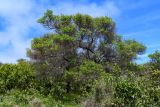 Dodonaea viscosa