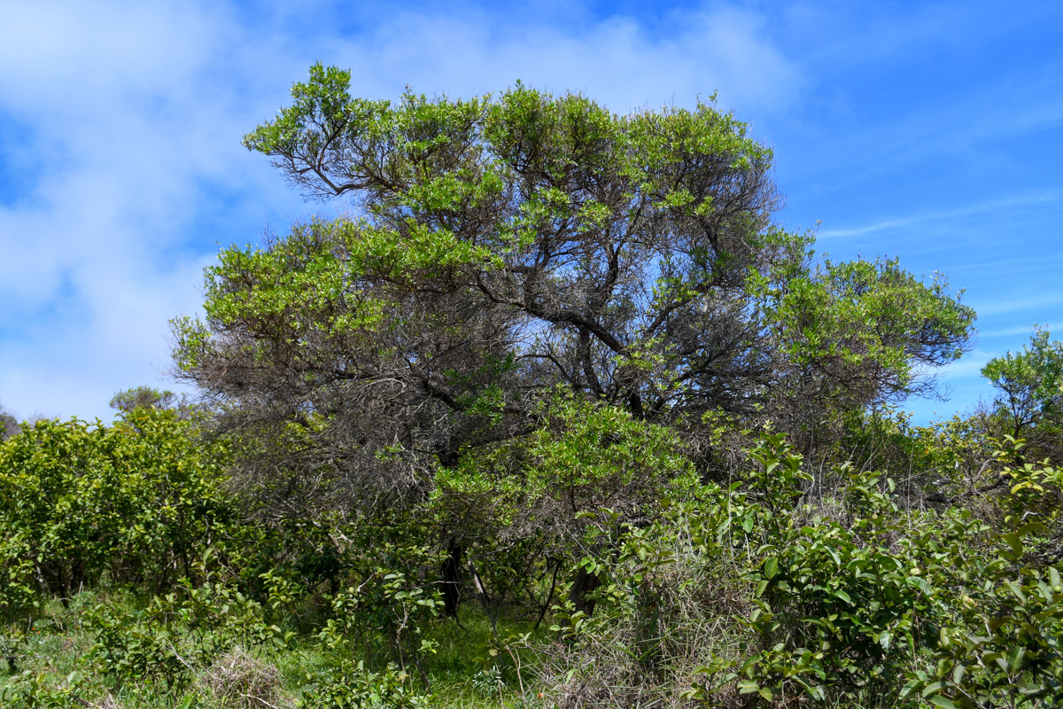 Image of Dodonaea viscosa specimen.