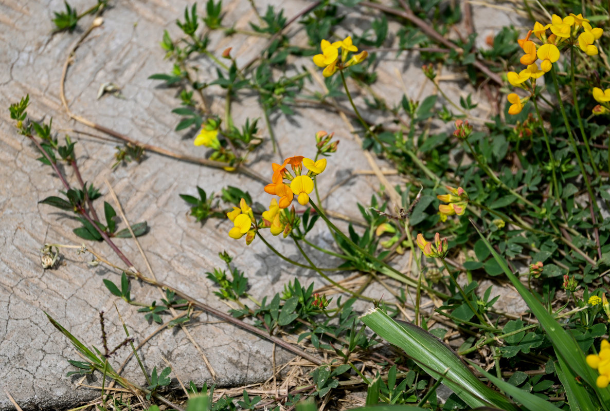Image of genus Lotus specimen.