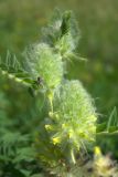 Astragalus maximus