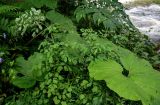 Thalictrum sachalinense. Плодоносящее растение в сообществе с Petasites amplus, Angelica, Sorbaria, Aconitum, Artemisia. Сахалин, гор. округ Долинский, долина р. Красноярка, Быковские пороги, опушка смешанного леса. 13.08.2023.