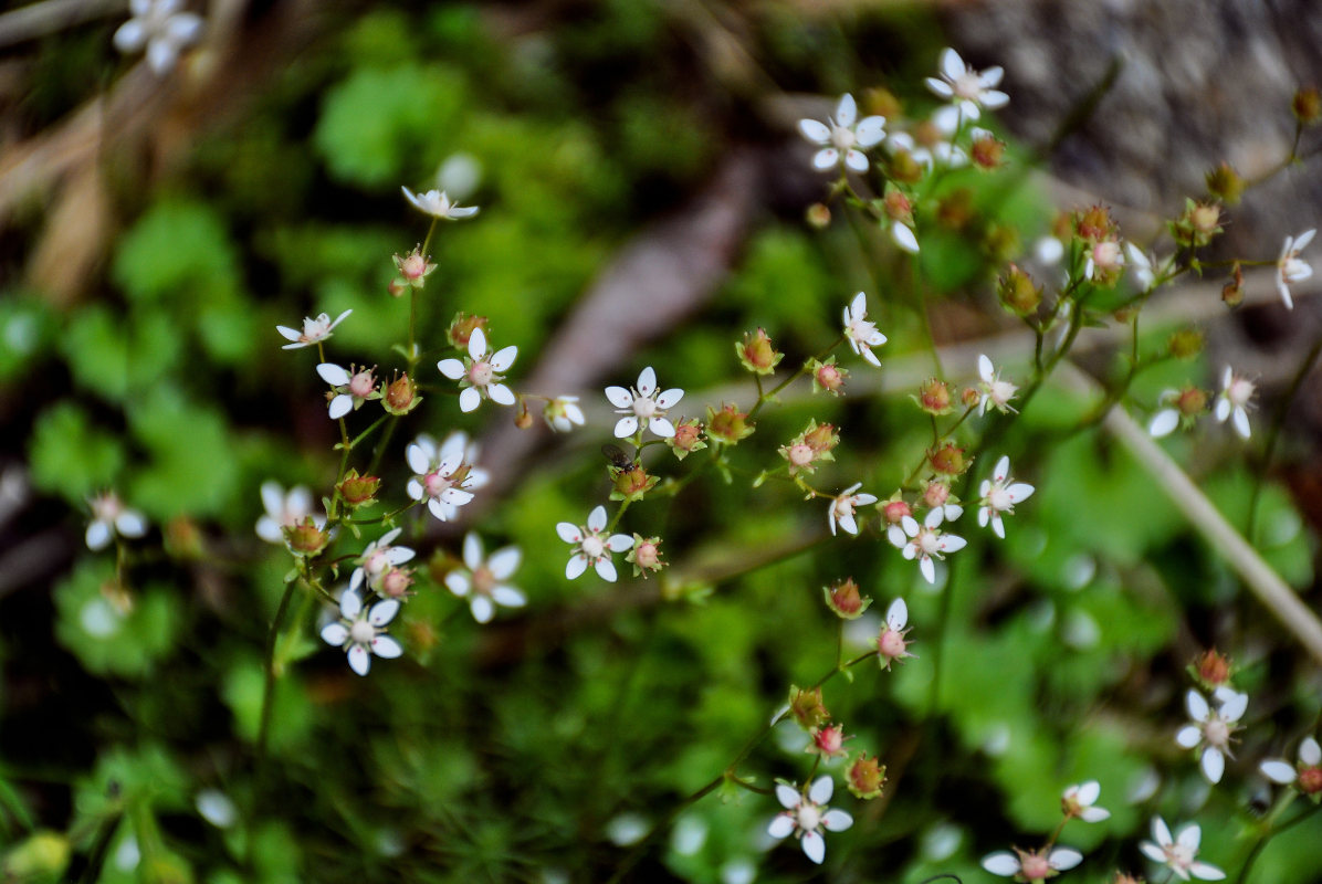 Изображение особи Micranthes nudicaulis.