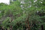 Arbutus andrachne. Крона взрослого дерева. Грузия, Имеретия, г. Кутаиси, в культуре. 14.06.2023.