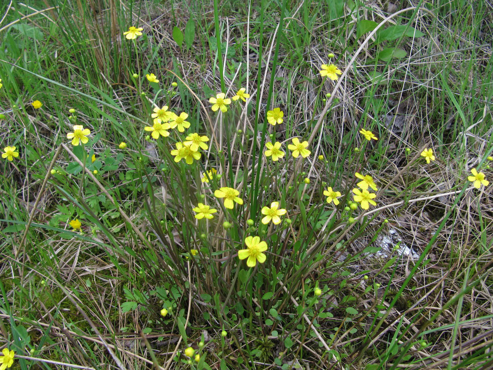 Изображение особи Ranunculus flammula.