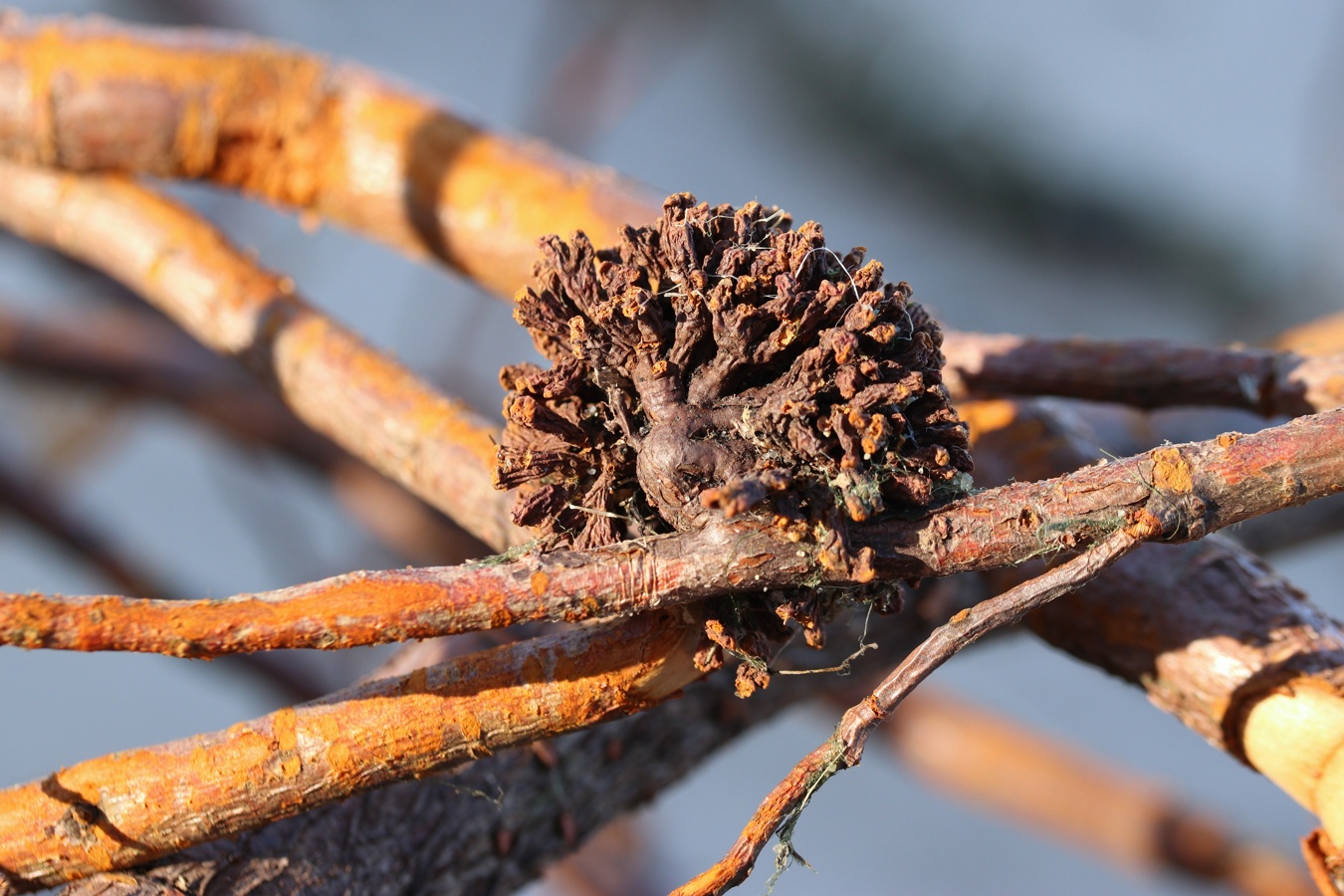 Изображение особи Alnus glutinosa.