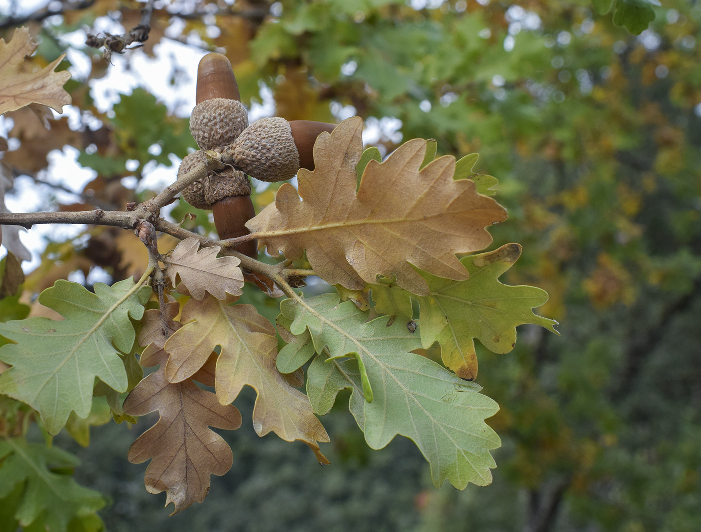 Image of Quercus pubescens specimen.