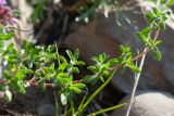 Thymus mongolicus. Плагиотропный ростовой побег с развивающимися боковыми побегами. Республика Саха (Якутия), Хангаласский улус, левый берег р. Сиинэ (Синяя) выше устья р. Сылбах, галечник. 28.07.2023.