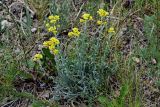 Helichrysum arenarium. Цветущие растения в сообществе с Artemisia, Taraxacum и Poaceae. Оренбургская обл., Кувандыкский гор. округ, окр. г. Кувандык, степной склон. 06.07.2023.