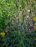 Leontodon asperrimus. Цветущее растение в сообществе с Achillea arabica. Армения, обл. Арагацотн, окр. с. Тегер, ≈ 1700 м н.у.м., луг. 20.06.2022.