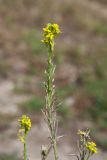 Erysimum hieraciifolium. Верхушка отцветающего и плодоносящего растения. Республика Саха (Якутия), г. Якутск, на берегу протоки. 02.08.2023.