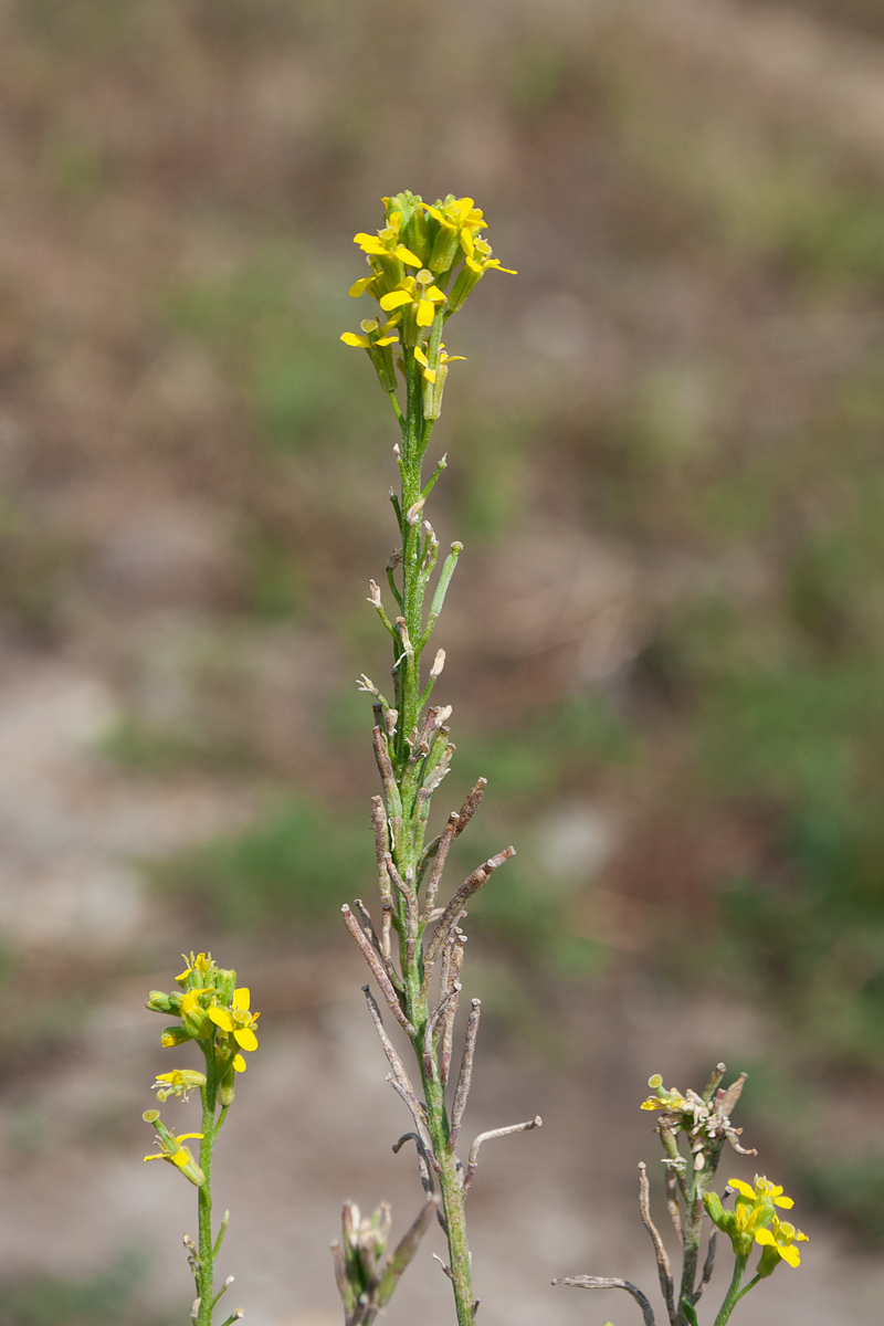 Изображение особи Erysimum hieraciifolium.