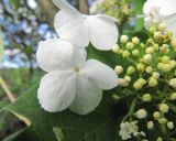 Viburnum opulus. Часть соцветия со стерильными (в центре) и фертильными (справа) цветками и бутонами. Московская обл., Одинцовский р-н, окр. г. Кубинка. 30.05.2010.