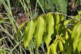 class Magnoliopsida