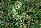 Pedicularis armena. Цветущие растения в сообществе с Trifolium (тройчатые листья). Армения, обл. Арагацотн, гора Арагац, берег оз. Кари, ≈ 3200 м н.у.м., альпийский луг. 20.06.2022.