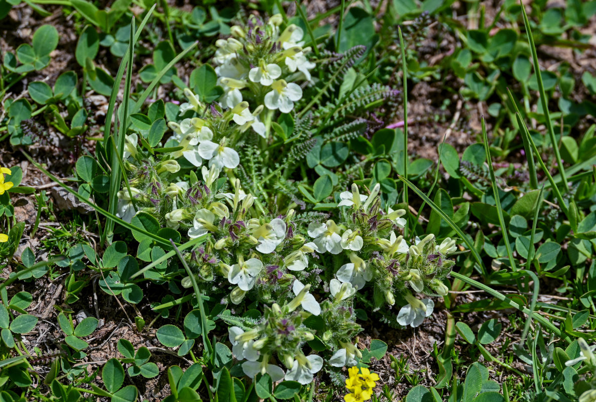 Изображение особи Pedicularis armena.