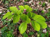 Paeonia caucasica. Бутонизирующее растение. Краснодарский край, г/о Сочи, Хостинский р-н, гора Бытха, восточный склон, широколиственный лес. 12.03.2024.