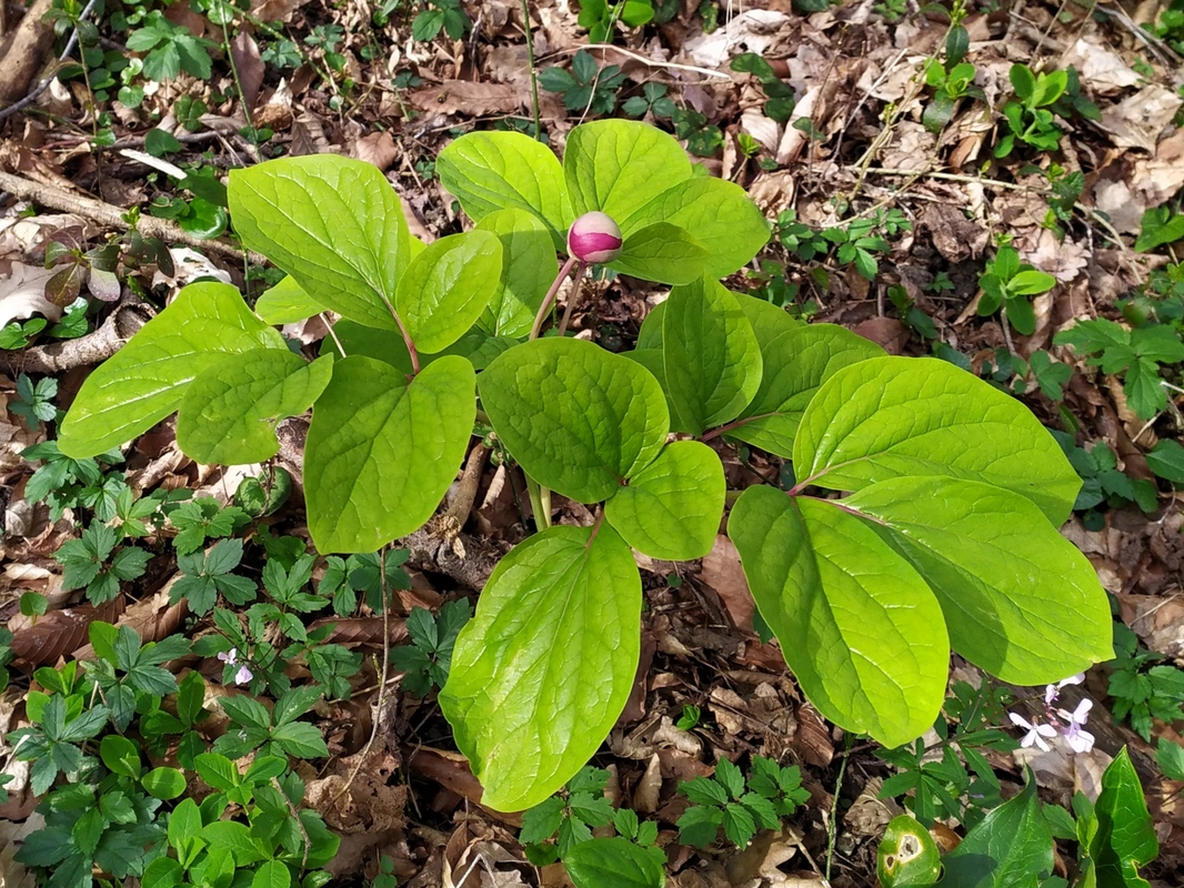 Изображение особи Paeonia caucasica.