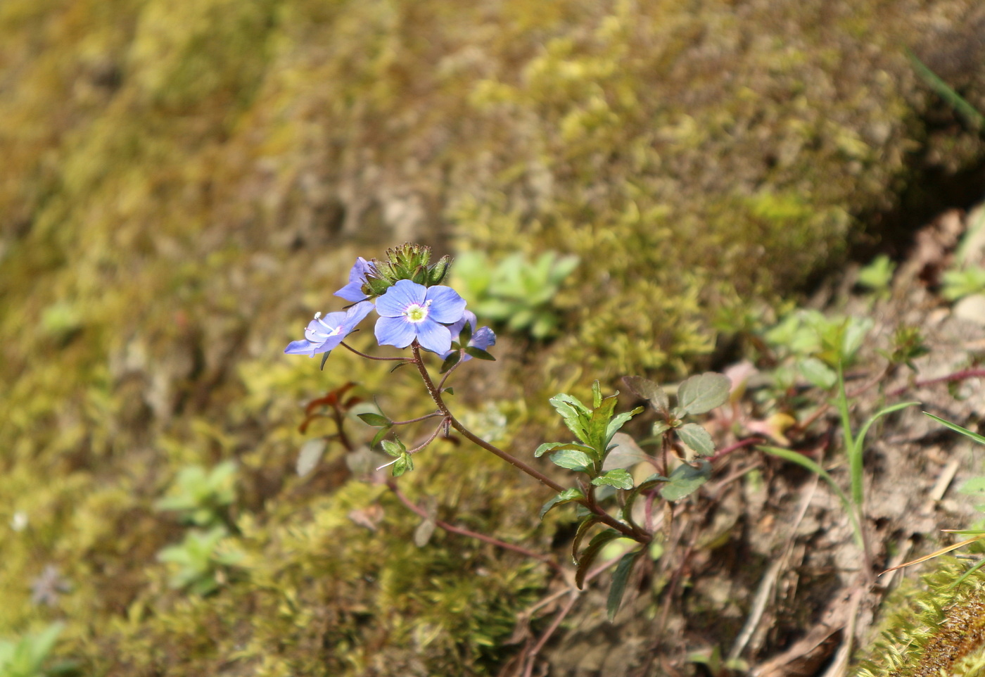 Image of Veronica umbrosa specimen.