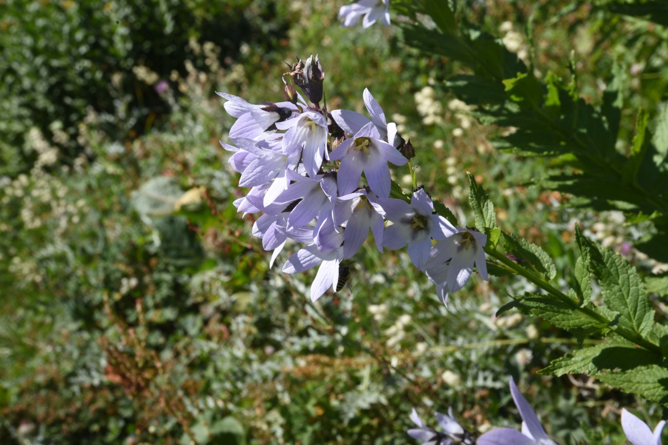 Изображение особи Gadellia lactiflora.