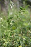 Medicago orbicularis. Плодоносящее растение. Крым, Южный берег, окр. пос. Симеиз, поляна в шибляке. 05.05.2024.