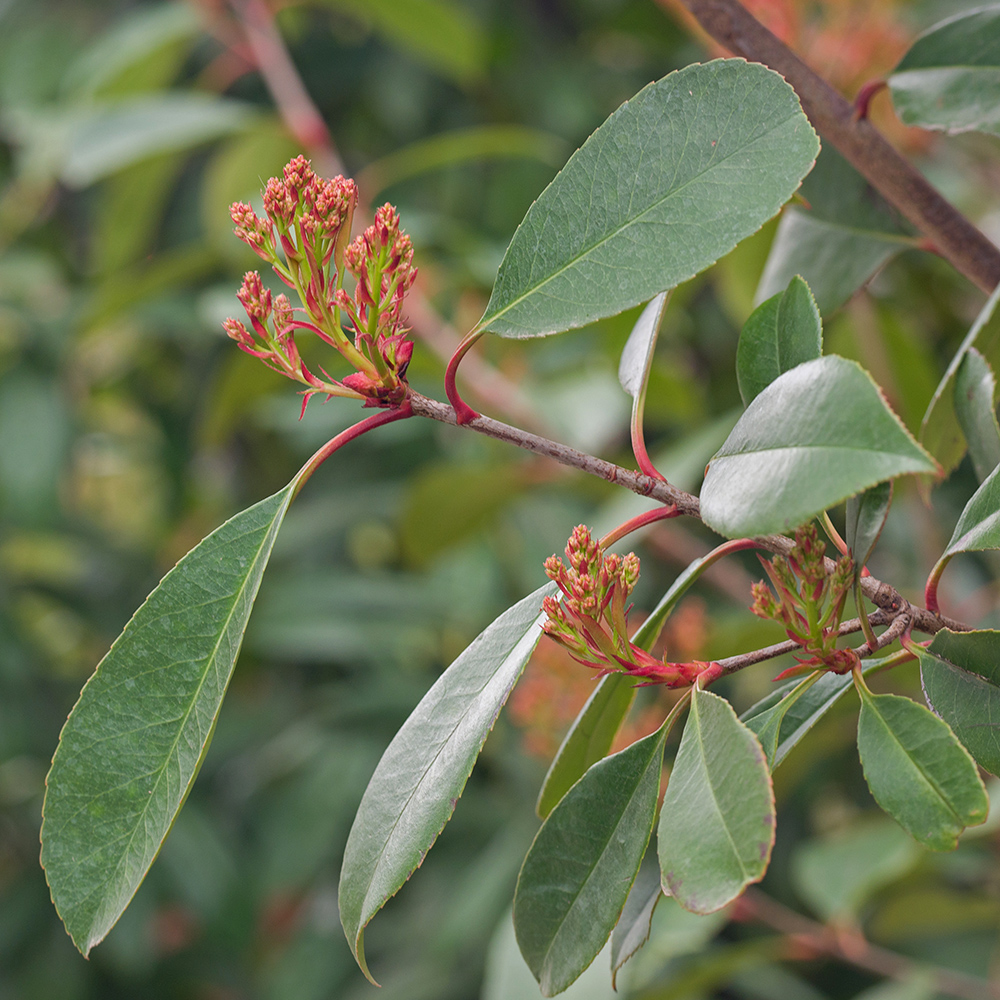 Изображение особи Photinia &times; fraseri.