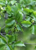Ulmus macrocarpa