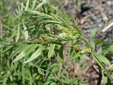 Vicia cracca