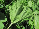 genus Heracleum