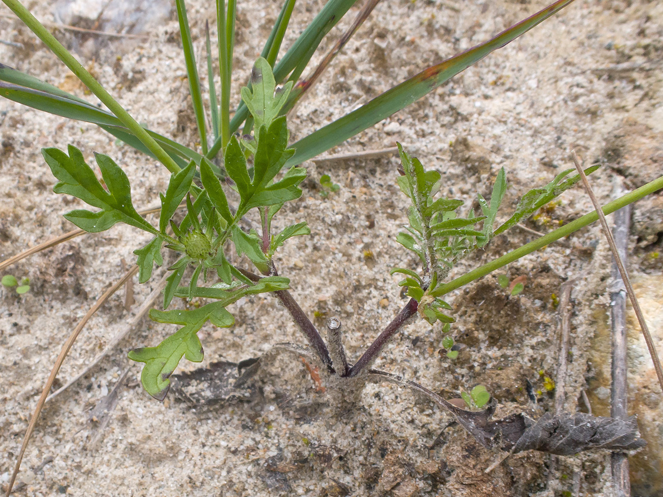 Изображение особи Scabiosa ochroleuca.