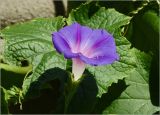 Ipomoea purpurea