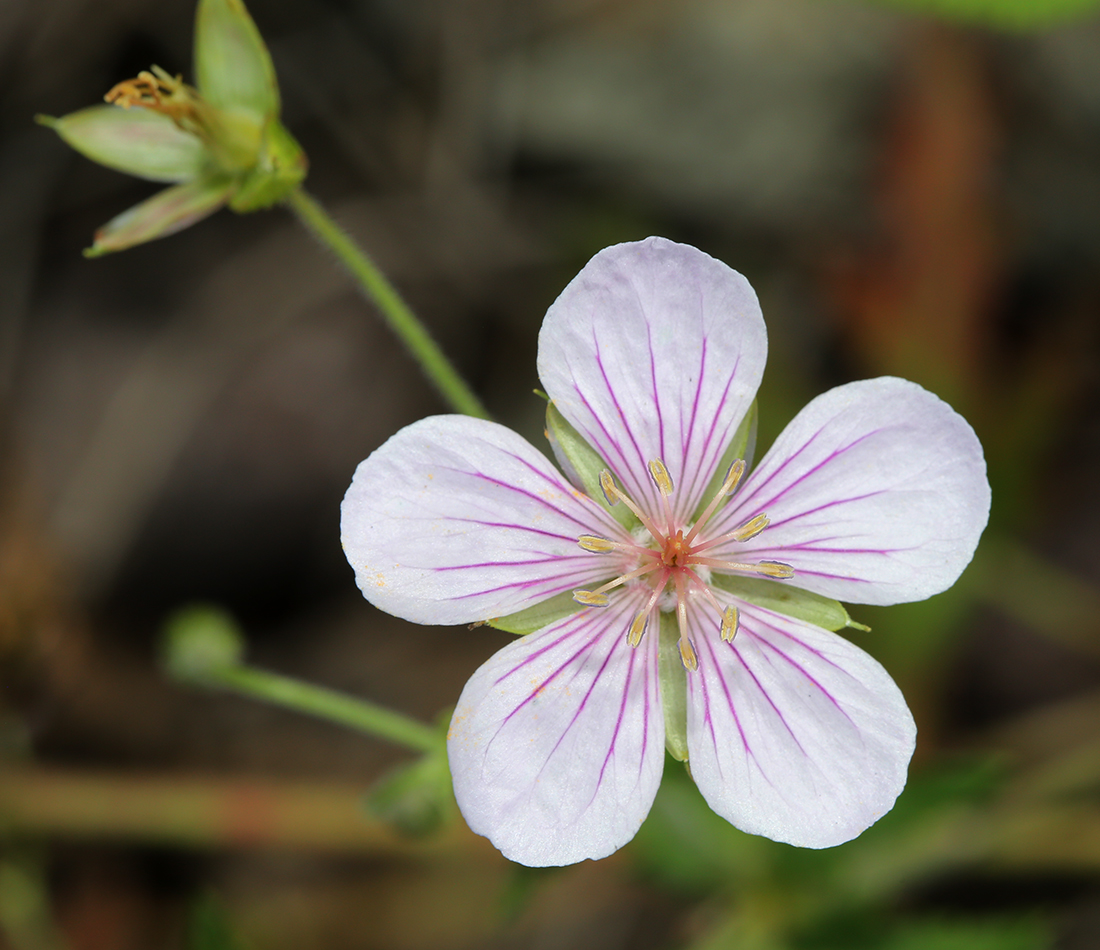 Image of Geranium sieboldii specimen.