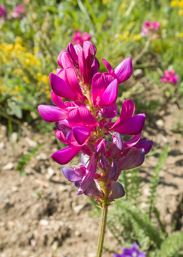 Изображение особи Onobrychis oxytropoides.