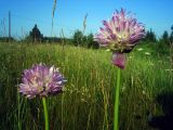 Allium schoenoprasum