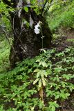 Ostrowskia magnifica