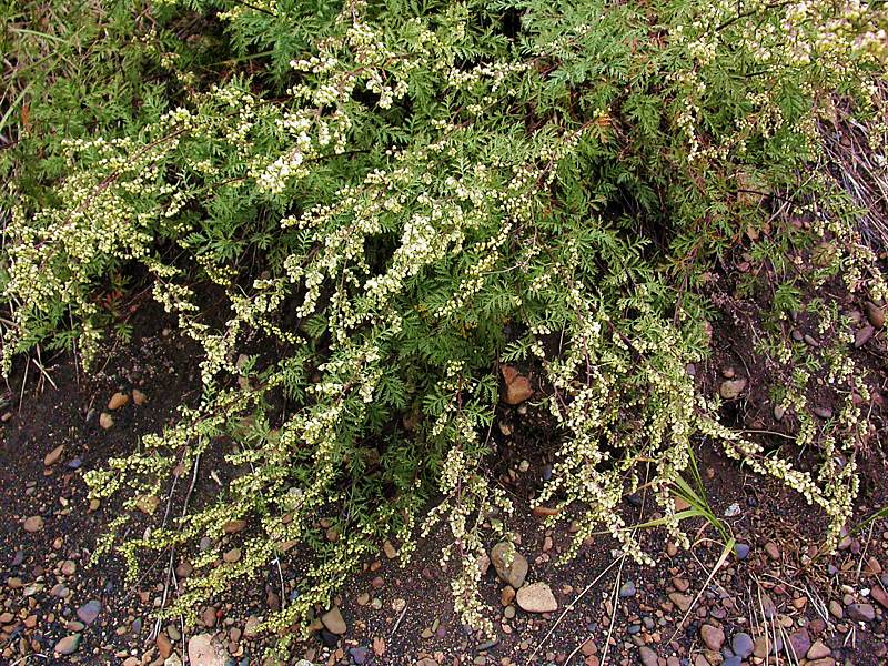 Image of Artemisia gmelinii specimen.