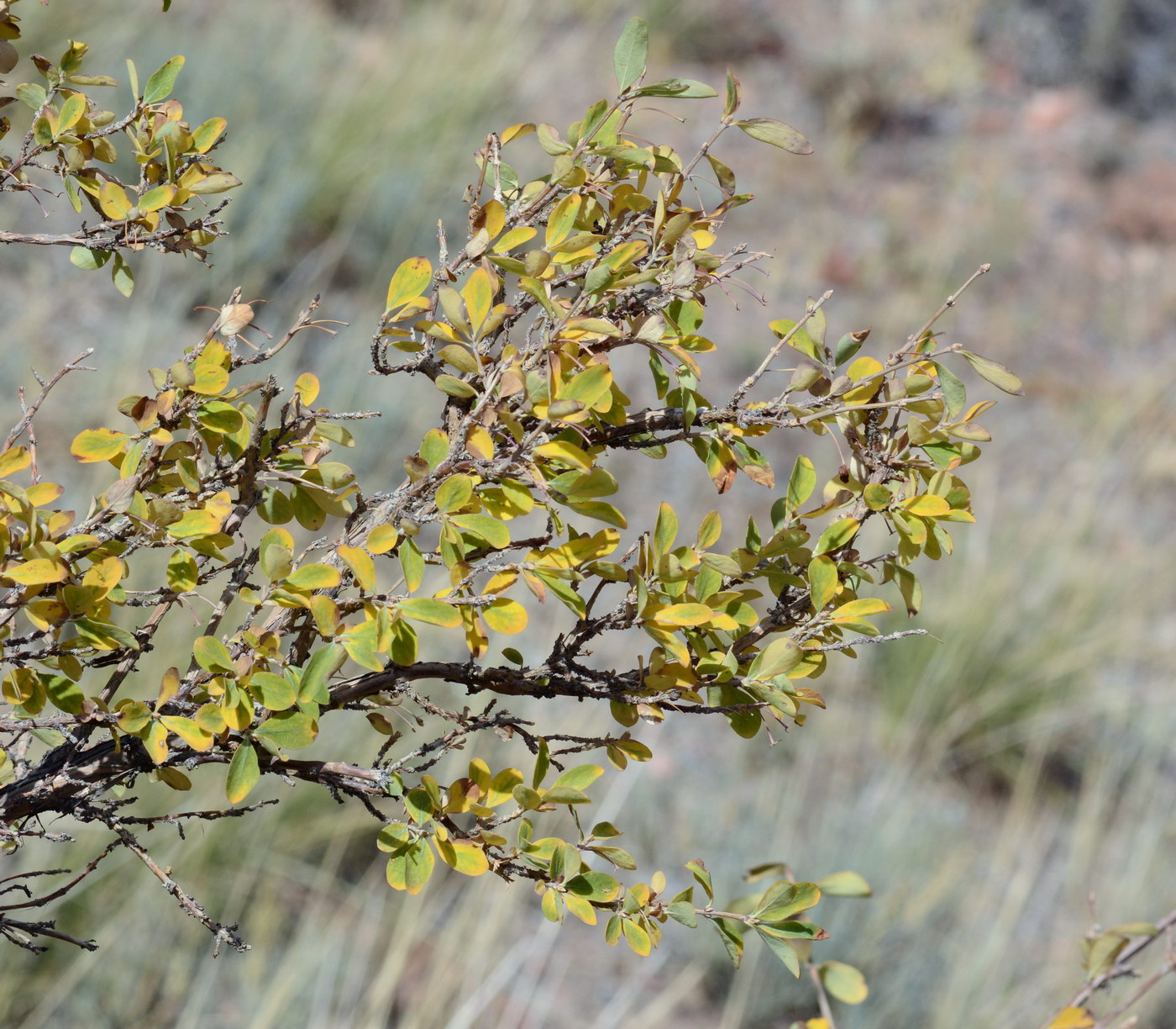 Image of Lonicera microphylla specimen.