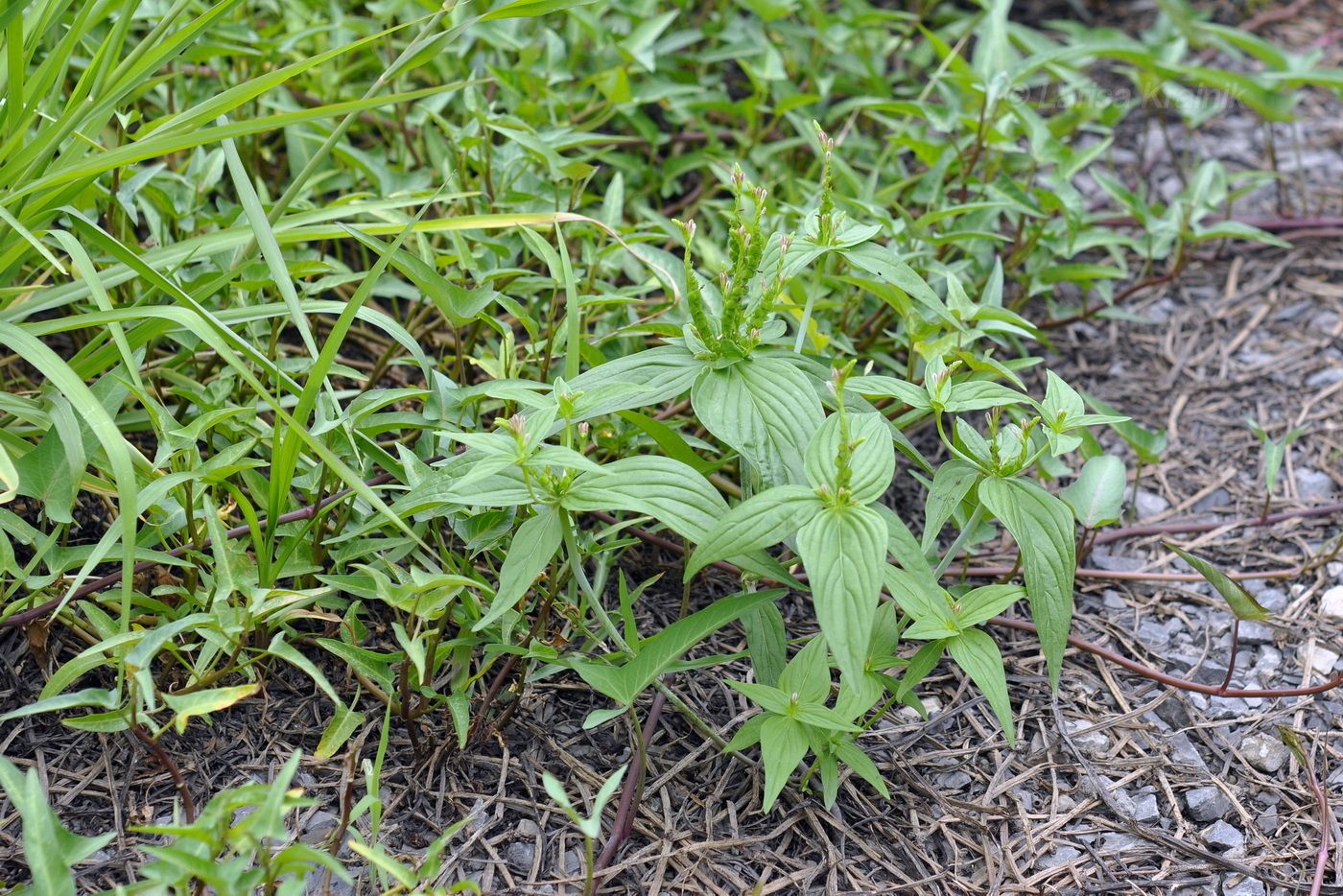 Image of Spigelia anthelmia specimen.