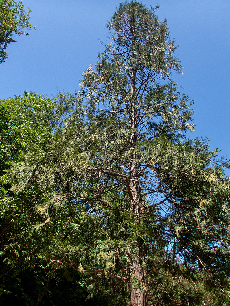 Image of Calocedrus decurrens specimen.