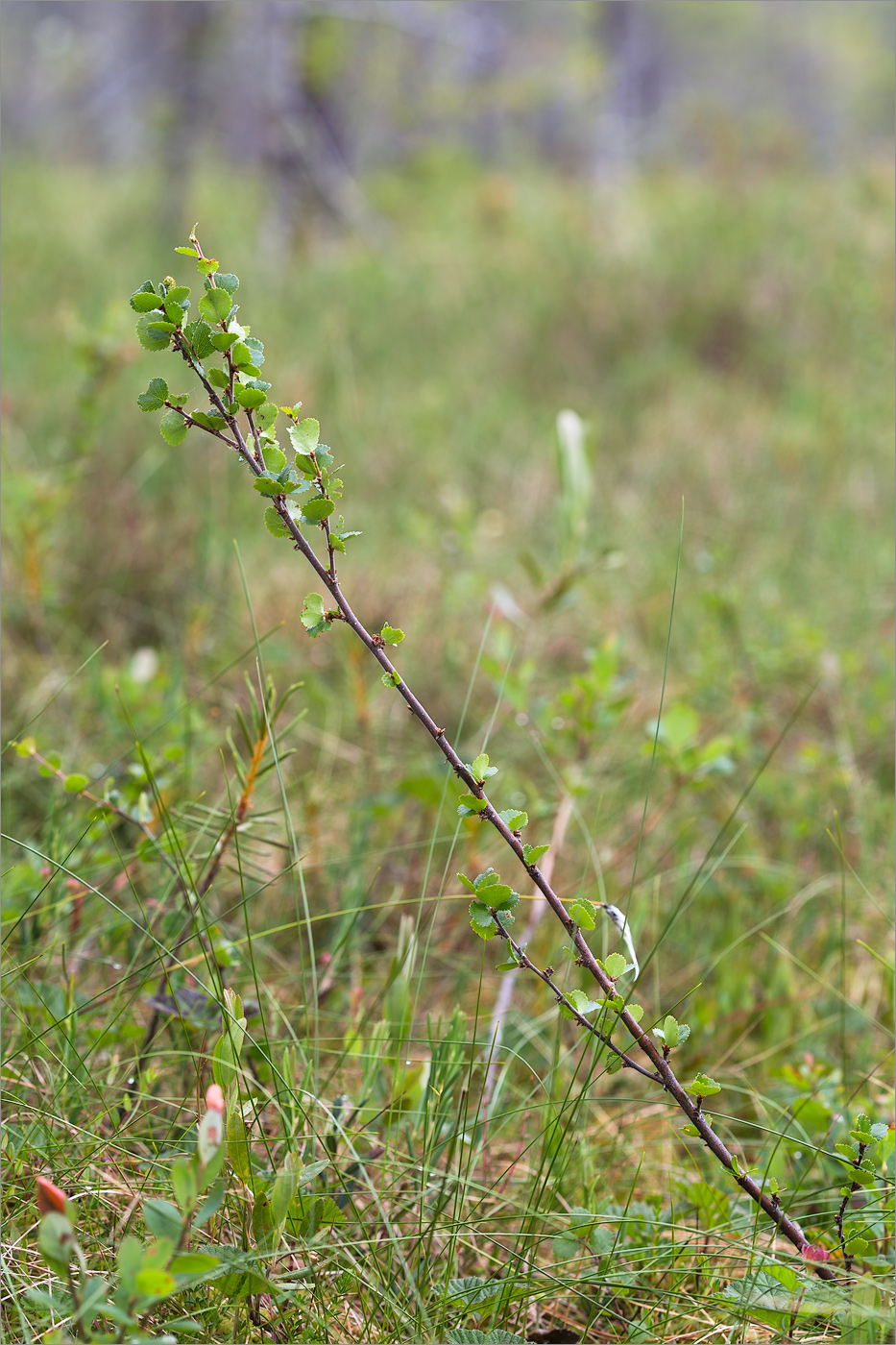 Изображение особи Betula nana.