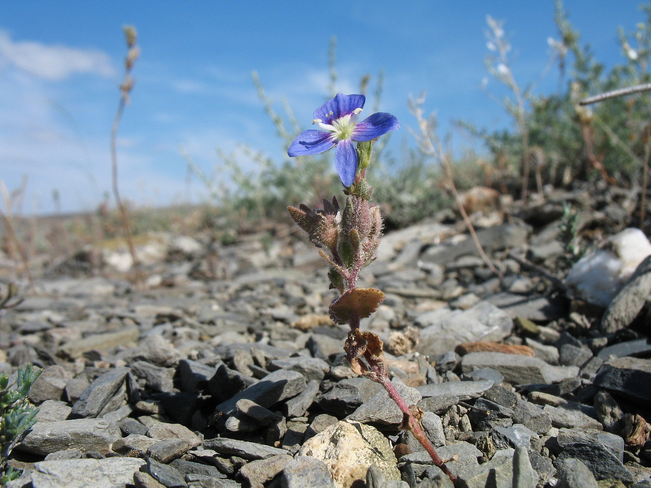 Image of Veronica amoena specimen.