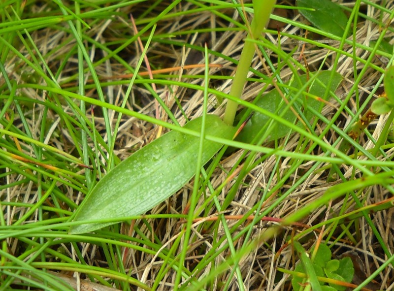 Изображение особи Pseudorchis albida.