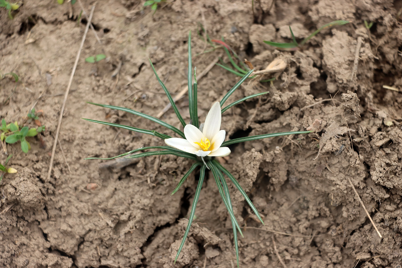Изображение особи Crocus alatavicus.