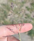 Puccinellia distans