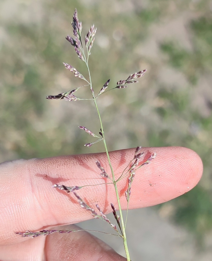 Изображение особи Puccinellia distans.