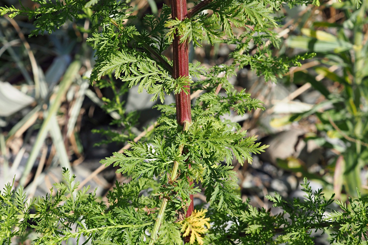 Изображение особи Artemisia annua.