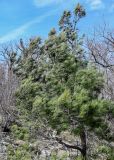 Pinus pityusa. Верхняя часть кроны с шишками. Краснодарский край, Сочи, Хостинский р-н, гора Ахун, опушка смешанного леса. 14.03.2025.
