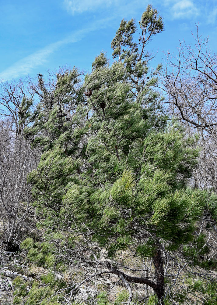 Image of Pinus pityusa specimen.
